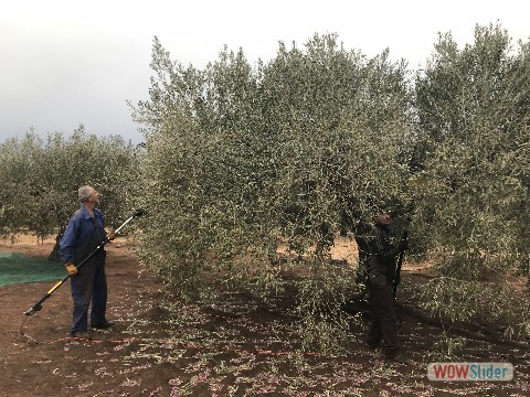 43_Peniscola, cueillette des olives