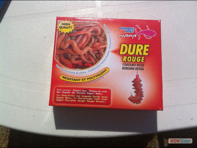 031_Vers pour Dorade