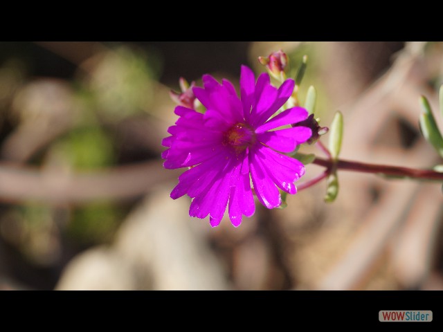 19_Delosperma Cooperi 19_Delosperma Cooperi