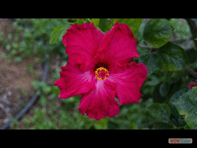 22_Hibiscus 22_Hibiscus