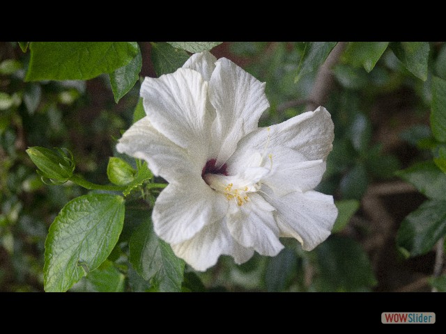 23_Hibiscus http://wowslider.com/