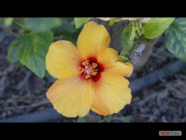 24_Hibiscus 24_Hibiscus