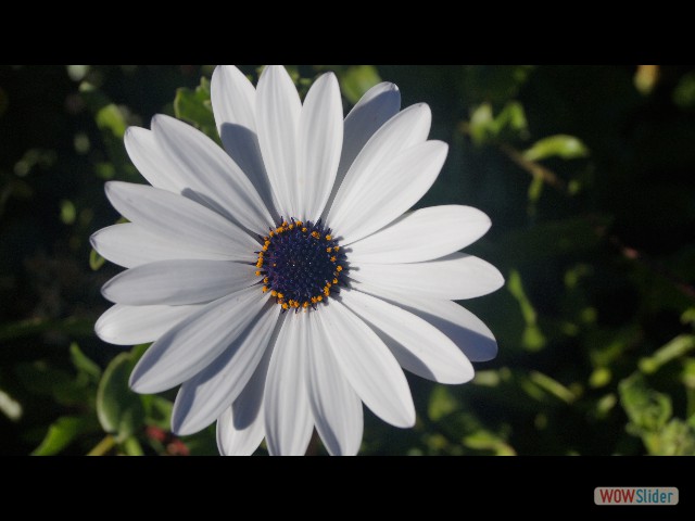 2_Jolie fleur 2_Jolie fleur