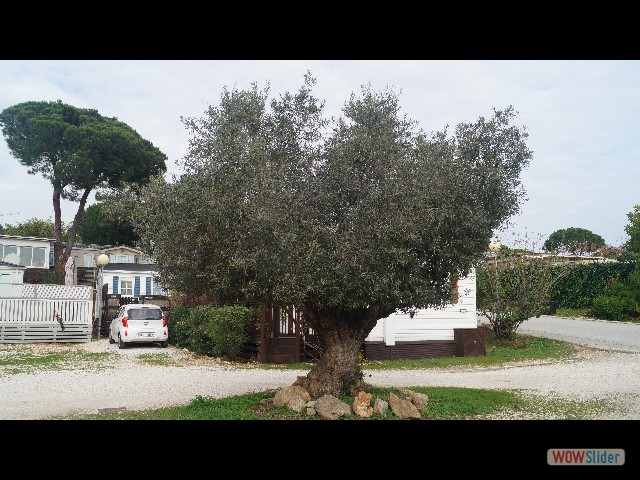 21_Olivier