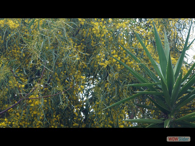 12_Mimosa 12_Mimosa