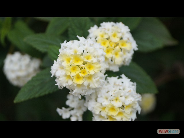 13_Jolies fleurs 13_Jolies fleurs