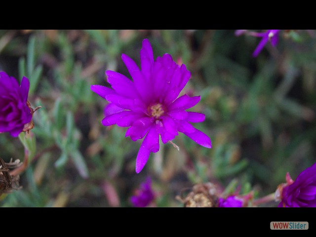 8_Jolie fleur 8_Jolie fleur