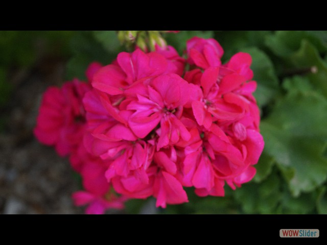 9_Jolies fleurs 9_Jolies fleurs