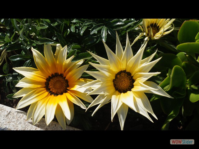 9_Gazania rigens 9_Gazania rigens