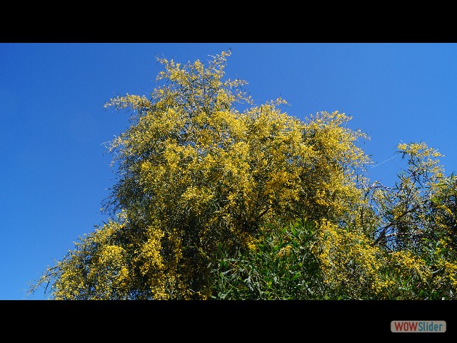 46_Mimosa