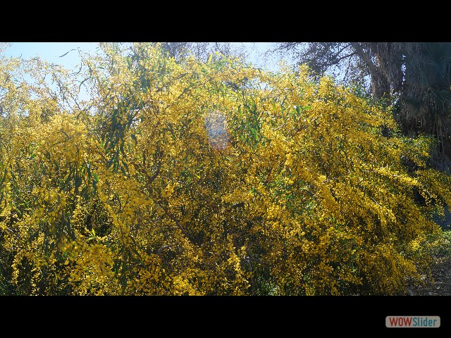 47_Mimosa