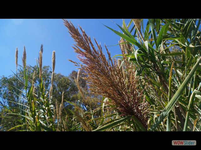 50_Herbe de la pampa