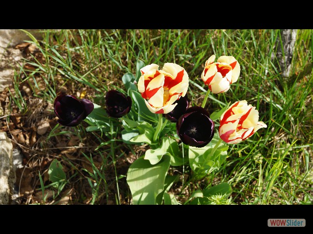 17_Maison, tulipes 17_Maison, tulipes