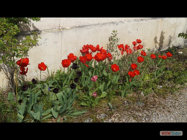 19_Maison, tulipes 19_Maison, tulipes