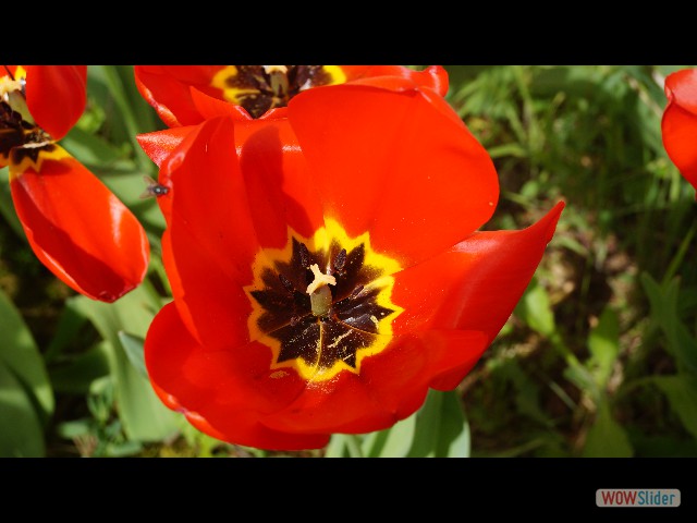 20_Maison, tulipes 20_Maison, tulipes
