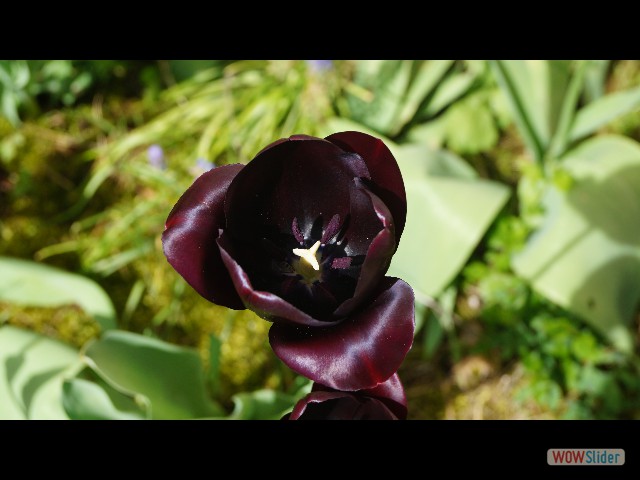 22_Maison, tulipes jquery slider