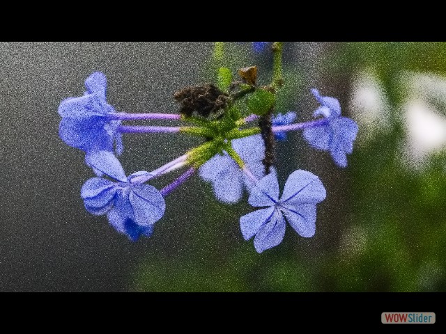 51_Cabopino, jolies fleurs