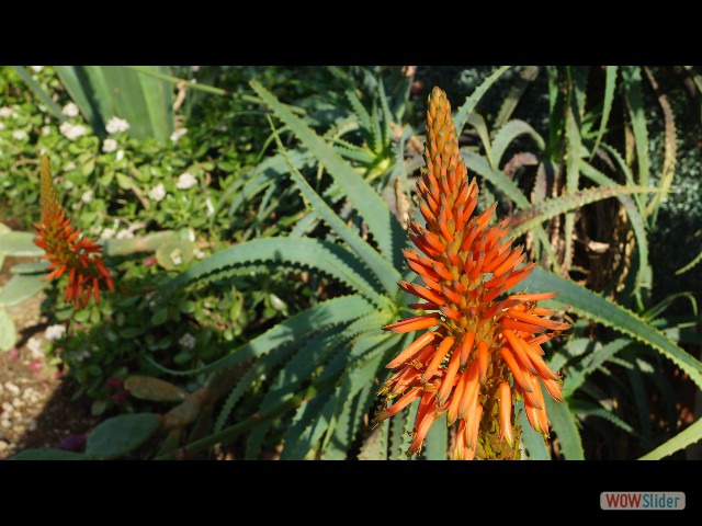 8_Jolie fleur