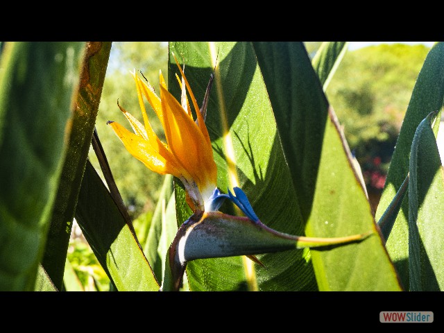 9_Jolie fleur