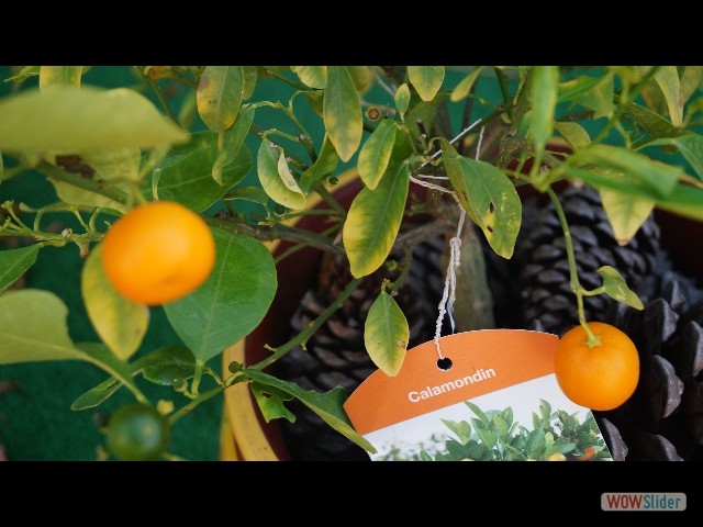 4_Calamondin 4_Calamondin