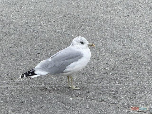 89_Tromso, oiseau