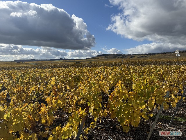 43_Vignes de la Champagne
