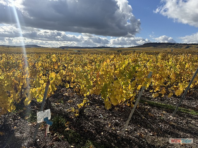 44_Vignes de la Champagne