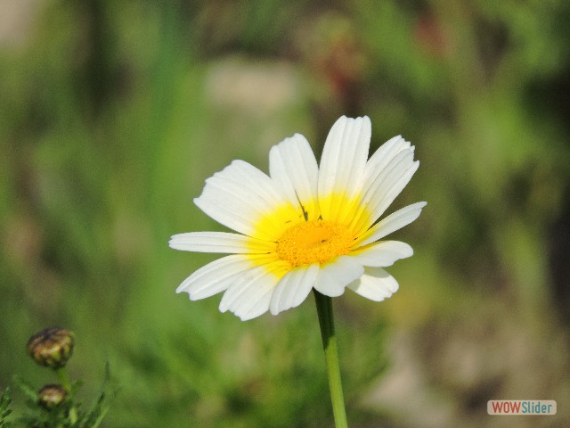 297_Petite fleur