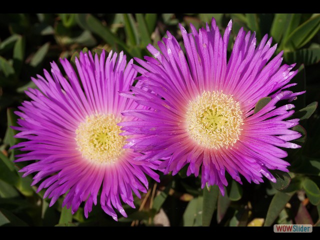 542_Belles fleurs 542_Belles fleurs