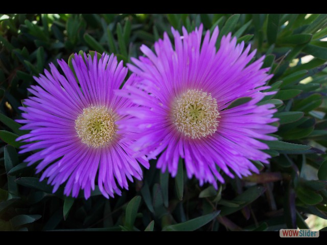 543_Belles fleurs 543_Belles fleurs