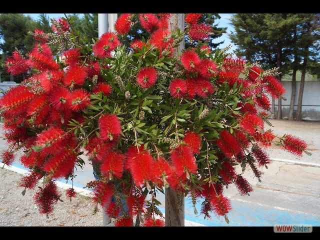 547_Belles fleurs 547_Belles fleurs