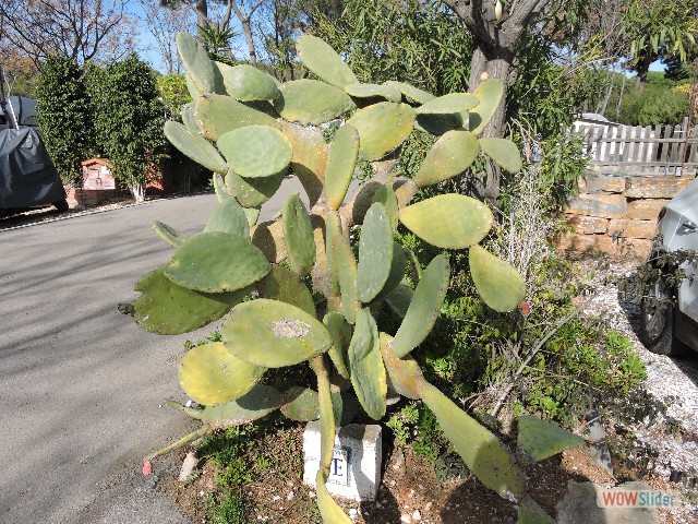 153_Cactus