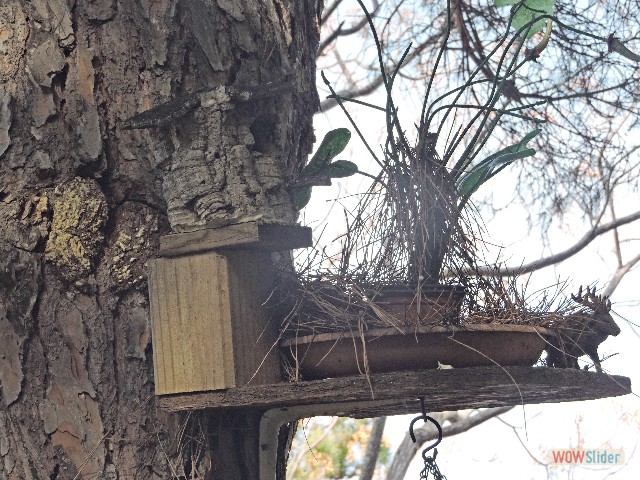 169_Niche à oiseaux