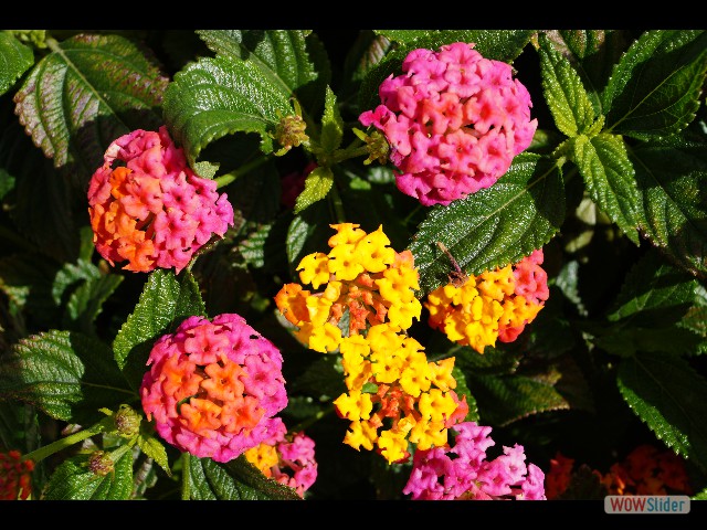 218_Jolies fleurs