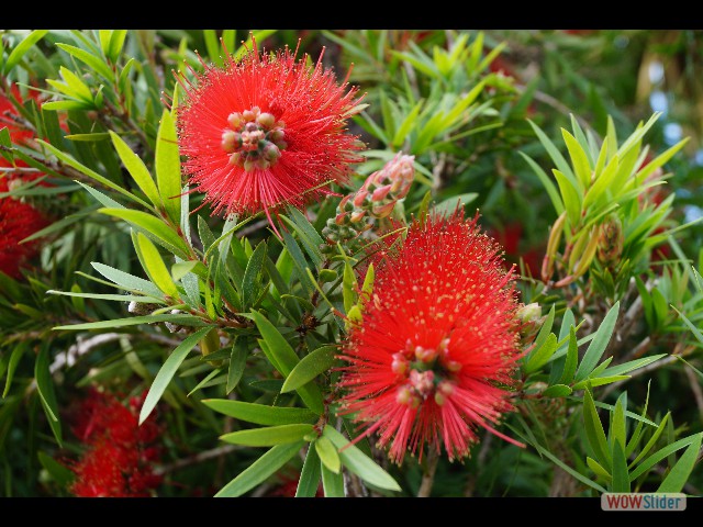 220_Jolies fleurs