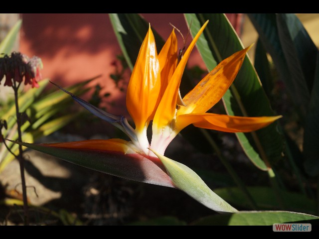 298_Jolie fleur