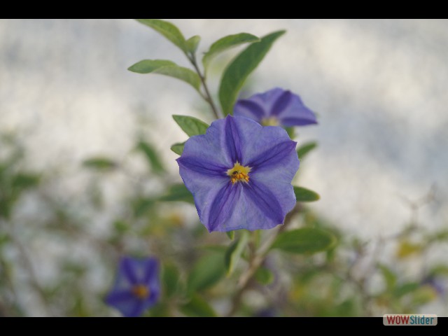 394_Jolie fleur