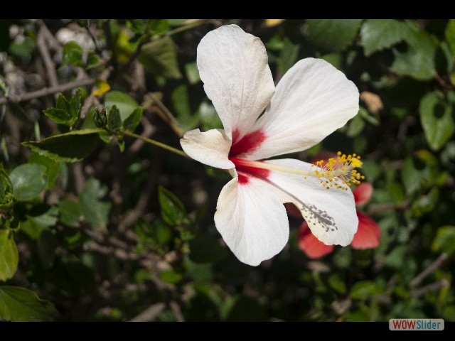 832_Hibiscus