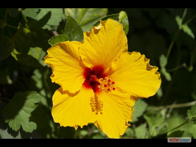 833_Hibiscus