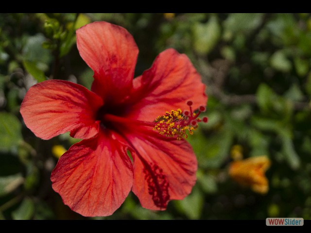834_Hibiscus