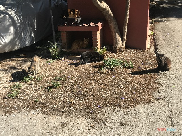 835_Les chats cassent la croute