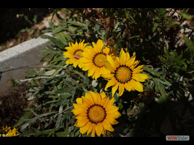 837_Minis tournesols