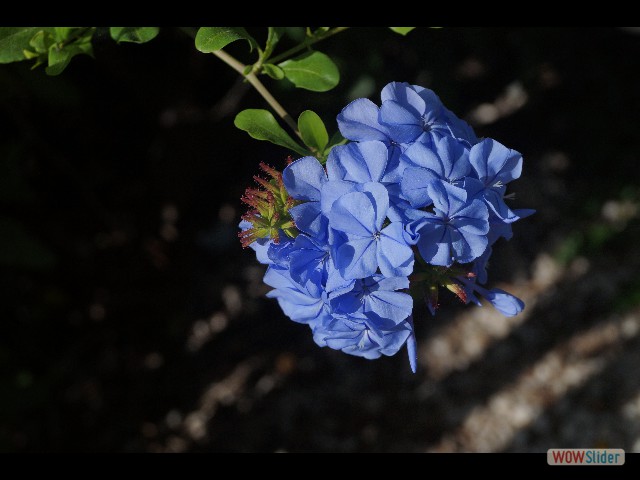 896_Jolies Fleurs