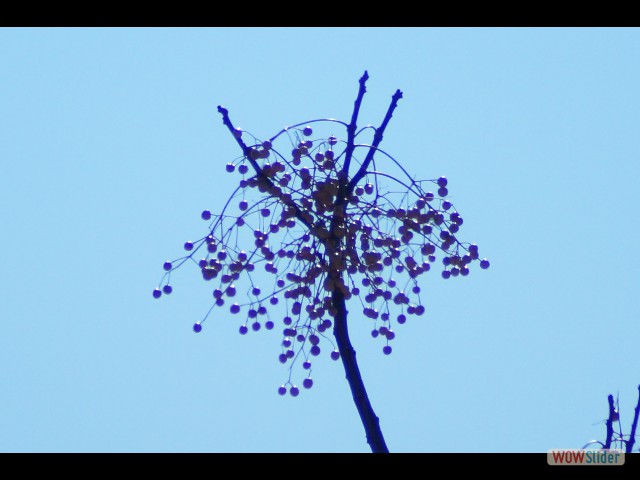 217_Lilas de Perse