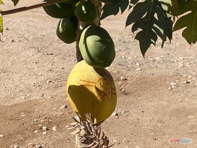 3_Papaye