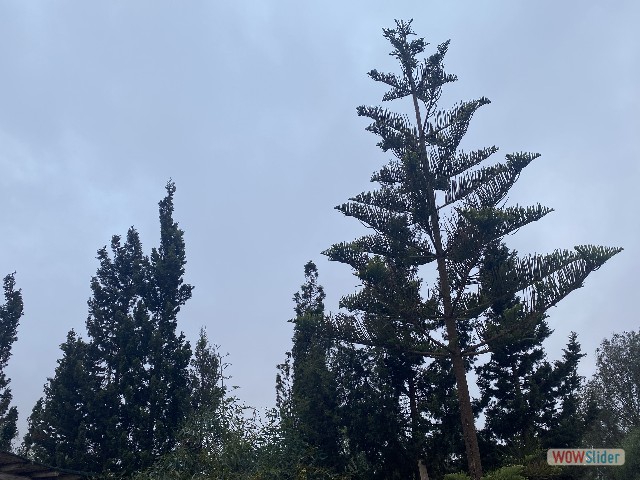 19_Arbre