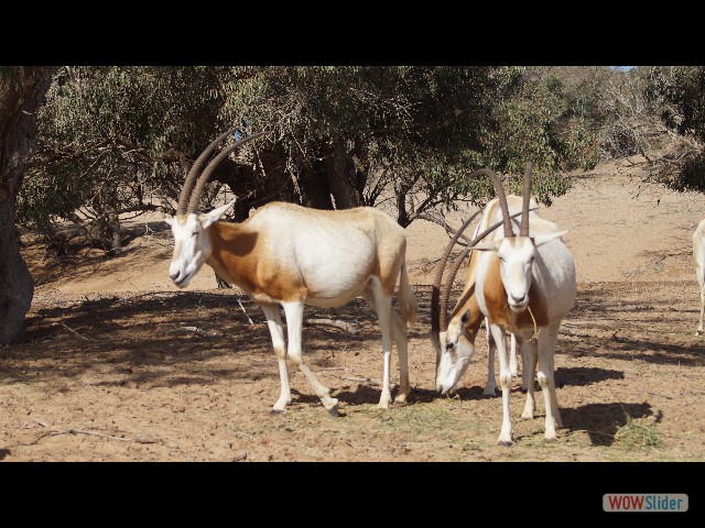 39_Parc Souss Massa 39_Parc Souss Massa