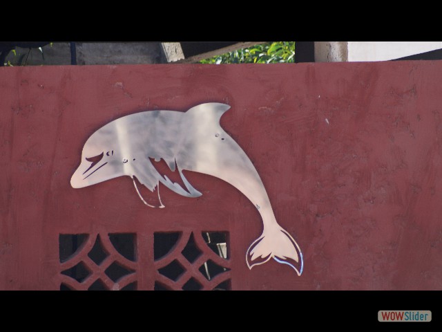 10_Le nouveau dauphins