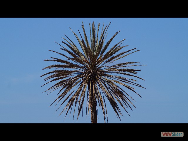 8_Palmier