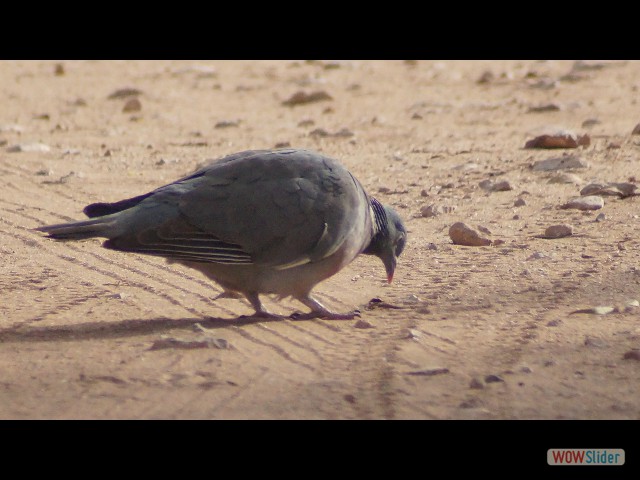 16_Pigeon ramier ou palombe 16_Pigeon ramier ou palombe